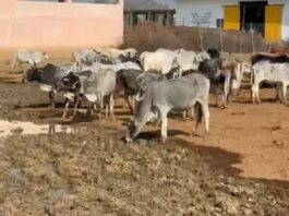 Naugaon cows die