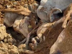 Naugaon cows die